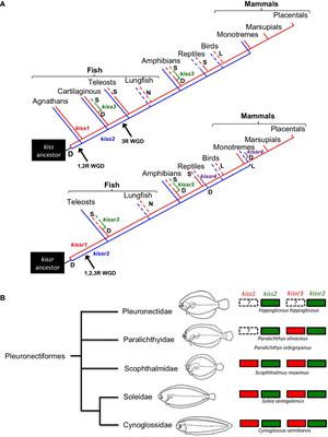 Overview and New Insights Into the Diversity, Evolution, Role, and Regulation of Kisspeptins and Their Receptors in Teleost Fish